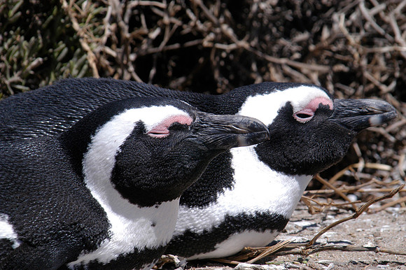 penguins 4