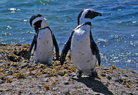 penguins 2