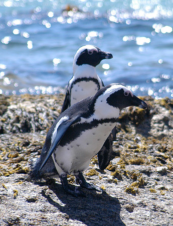 penguins 1
