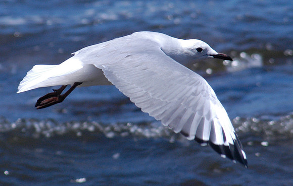 birds 2