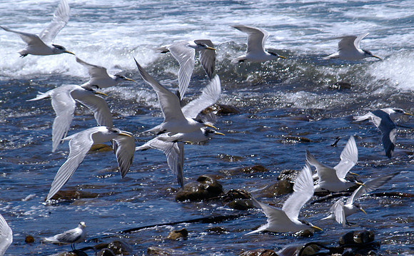 birds
