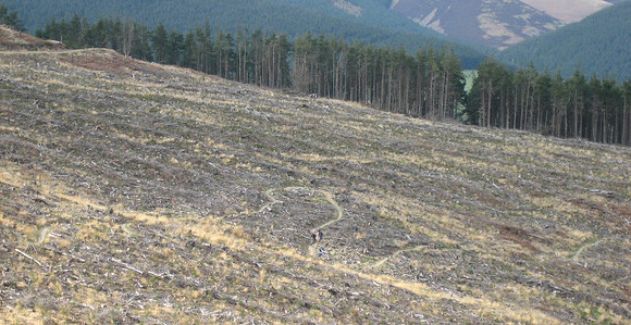 traquiar clearing 4