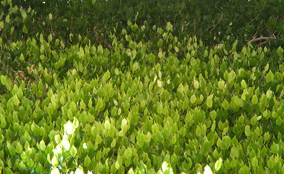 leaves