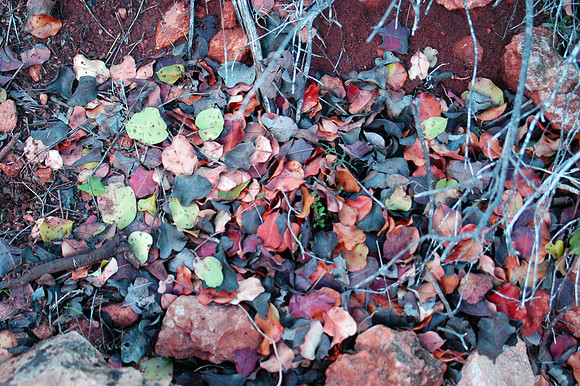 akamas peninsula walk leaves