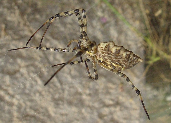 spider 2