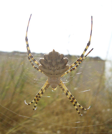 spider
