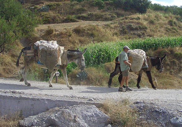 donkeys
