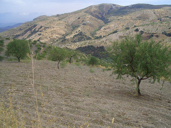 almond grove