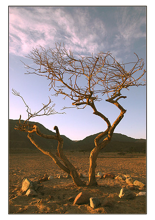 Lonley tree, Taba, Sinai