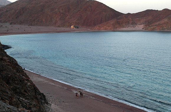beach camels