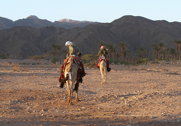 beach camels 2