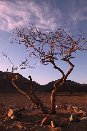 egypt tree sunset A4 edit