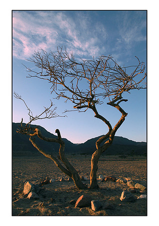 egypt tree sunset A4 edit 3