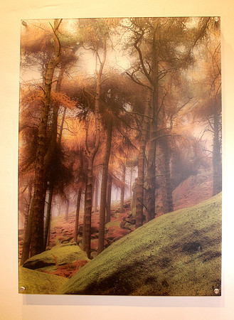 pines acrylicise 2