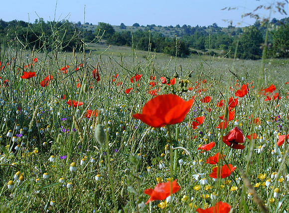 wildflowers