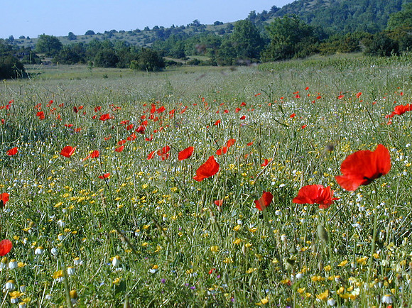 wildflowers A4