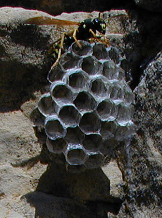 wasp nest