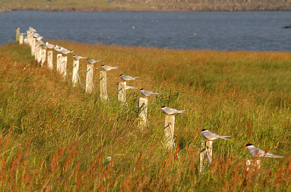 terns on fence