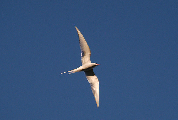 tern from below