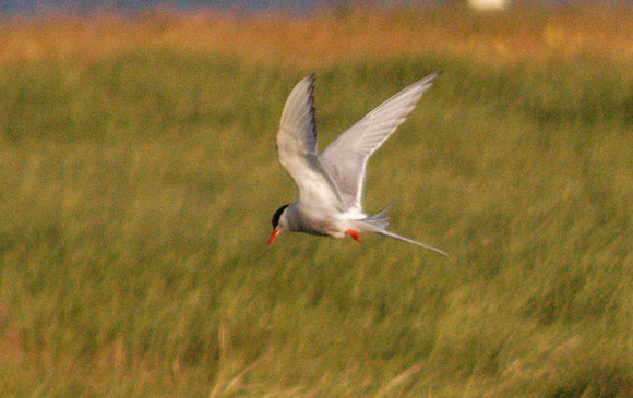 tern