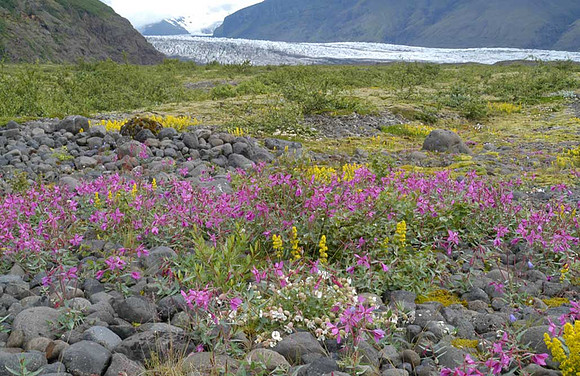 skaftafell-plants-landscape