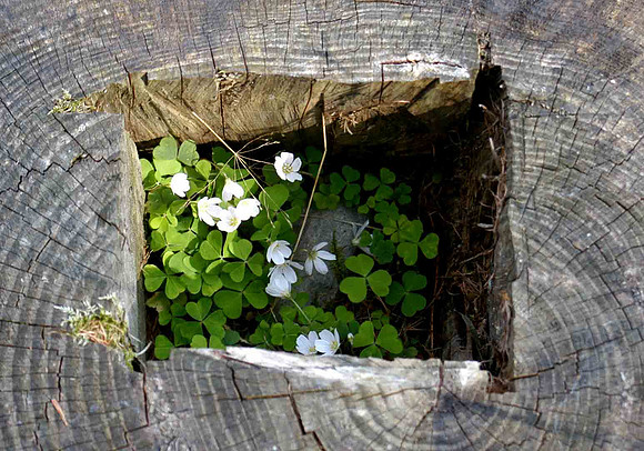 Flowers-in-stump-reduced