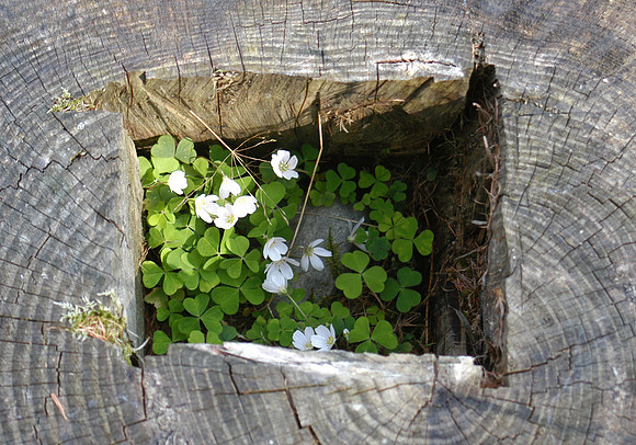 Flowers in stump