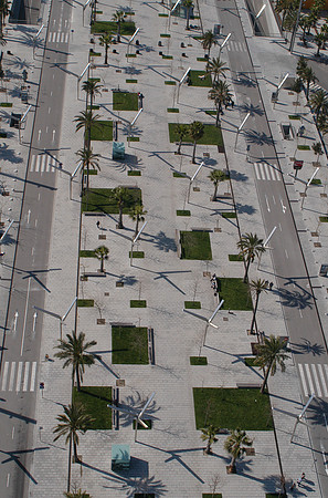 palms from cable 2