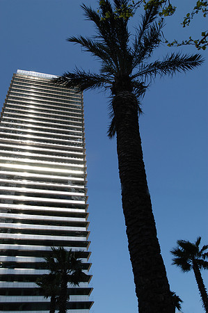 tower and palm