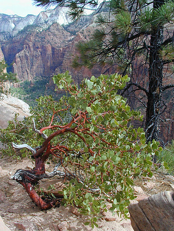 zion flora sep00