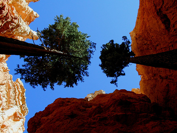bryce slot trees 10x8 enlargement sep00