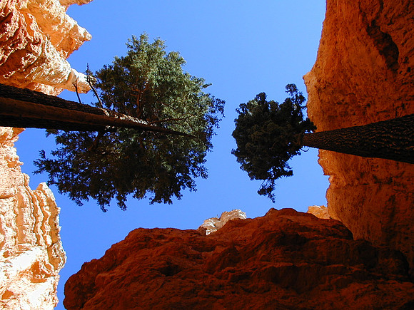 bryce slot trees