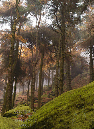 Gary Colet peak district roaches trees