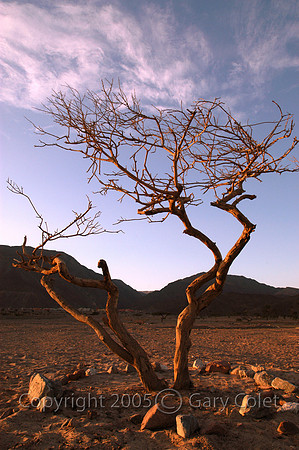 Gary Colet tree sunset