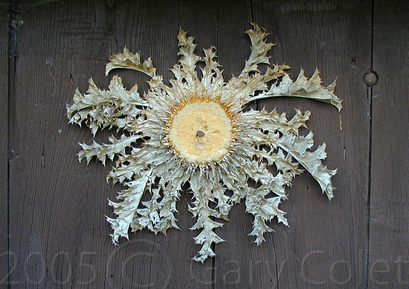 Gary Colet trad door decoration