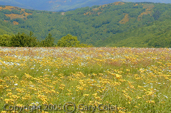 Gary Colet marigold field