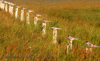 Gary Colet iceland terns