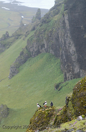 Gary Colet iceland Puffins