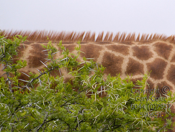 Gary Colet giraffe neck copyright