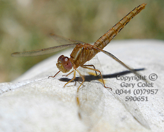 Gary Colet cape point dragonfly 2