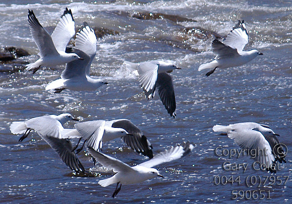 Gary Colet birds 1