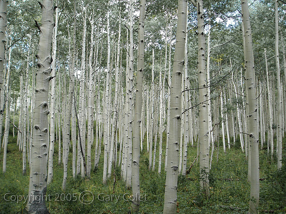 Gary Colet aspens