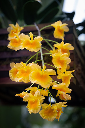 Kew orchids 9