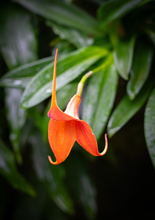 Kew orchids 10