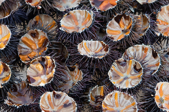 Bari sea urchins