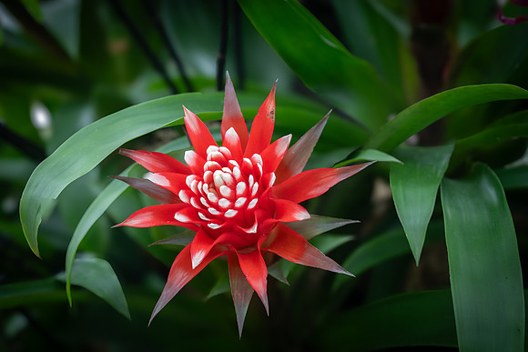 Kew orchids 2