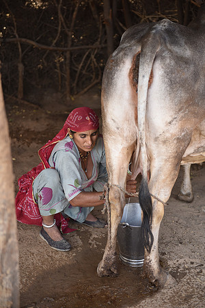 Milking, Rohet