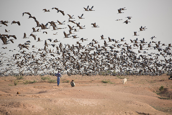 Dechu, Demoiselle cranes