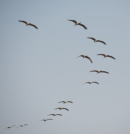 Dechu, Demoiselle cranes