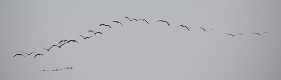 Dechu, Demoiselle cranes
